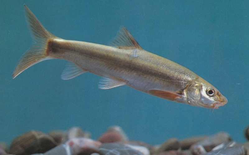 Schizothorax lissolabiatus Tsao, 1964